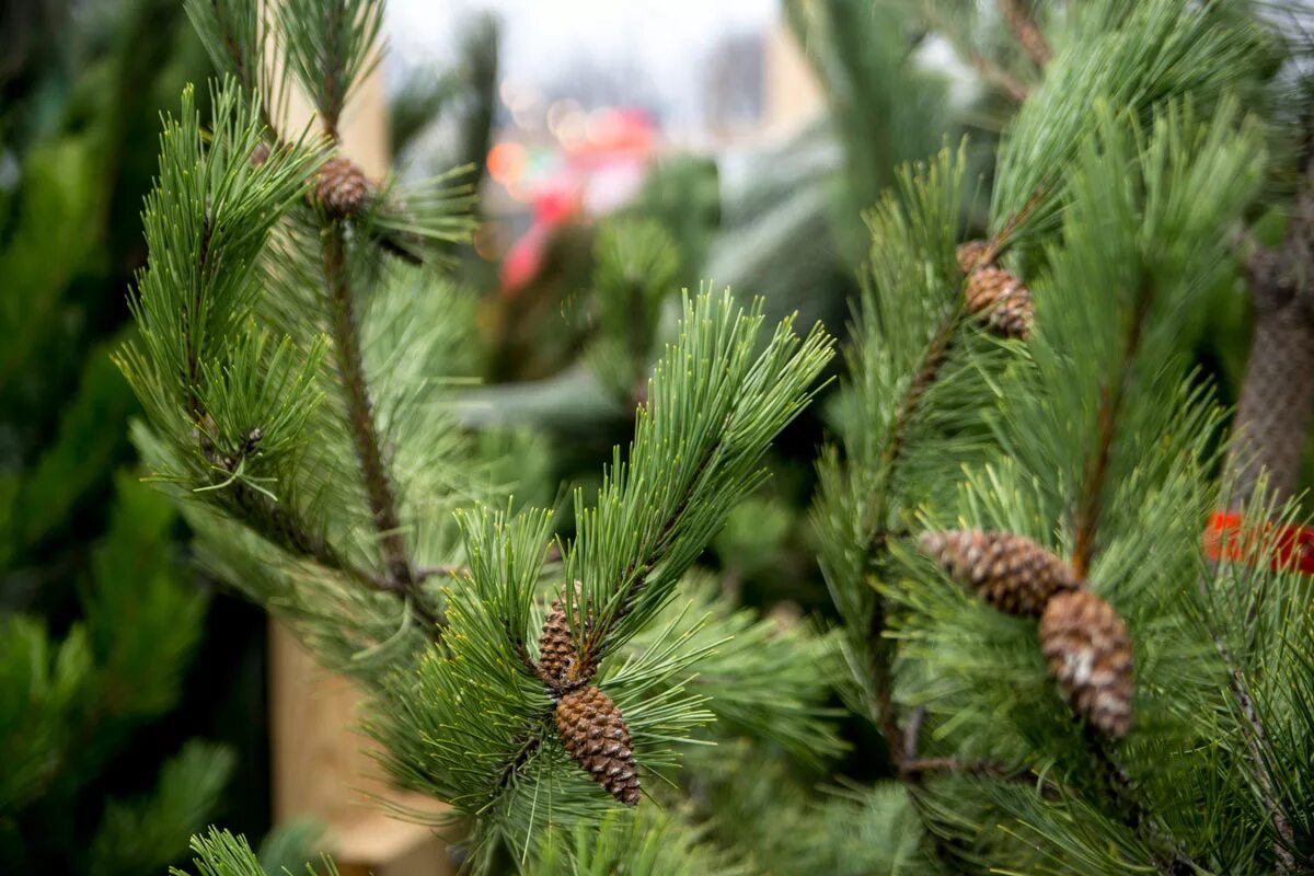 ель ростовская область. ели крыма. искусственная ель merry green qpd/210 пвх 210 см. крымская ель живая. крымская ель.