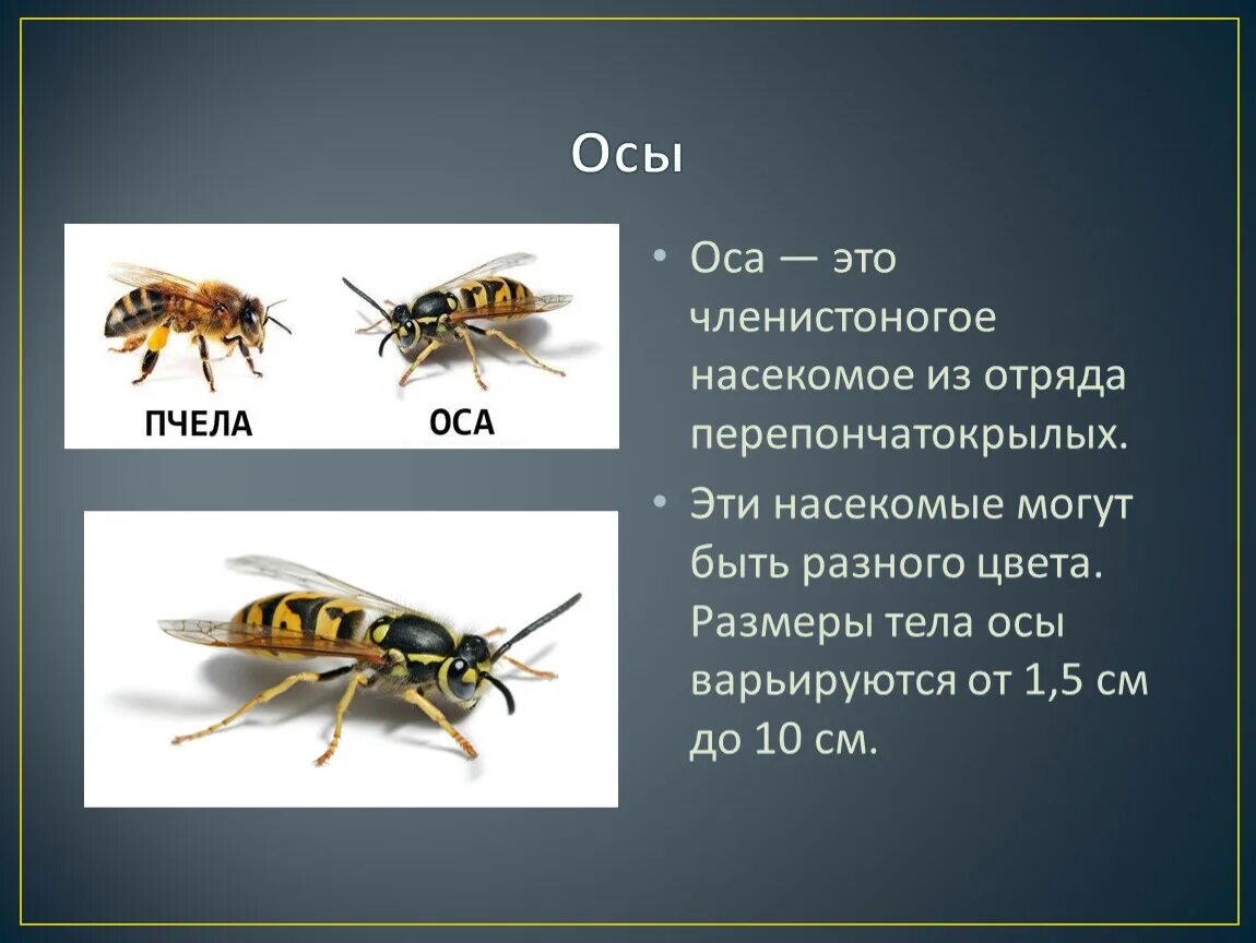 Скопировать ос ос. Оса размер. JCB Размеры. Размер ОС. Оса Размеры осы.