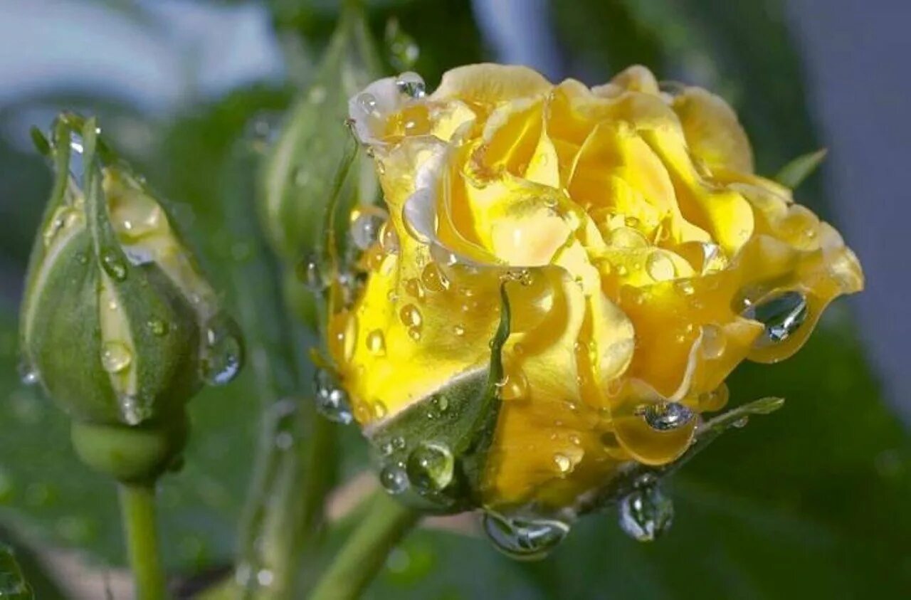 красивые желтые цветы. желтая капля. желтая роса. желтая роса. жёлтые розы очень красивые.