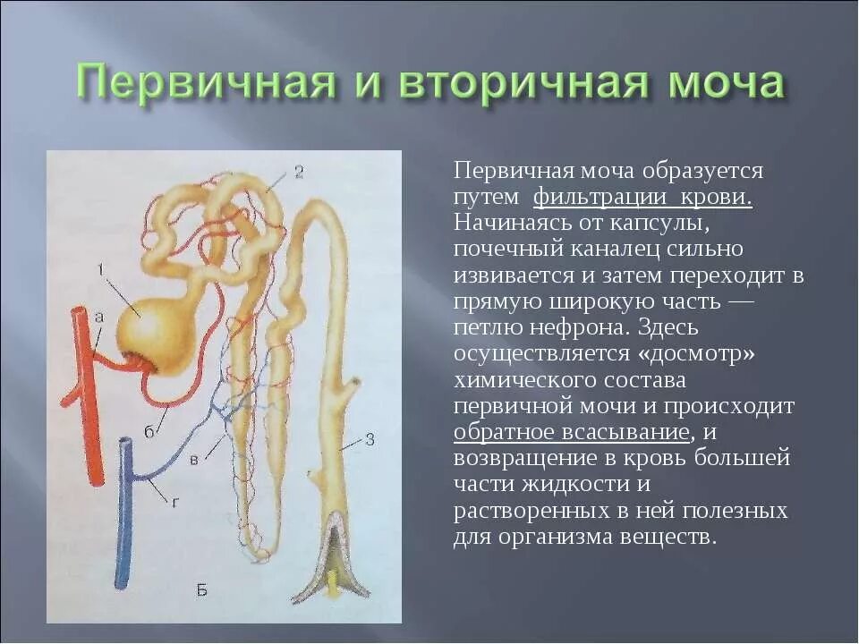 В результате какого процесса образуется первичная моча. Строение мочевыделительной системы вторичная и первичная моча. Первичная и вторивторична моча. Певричная и вторична ямоча.