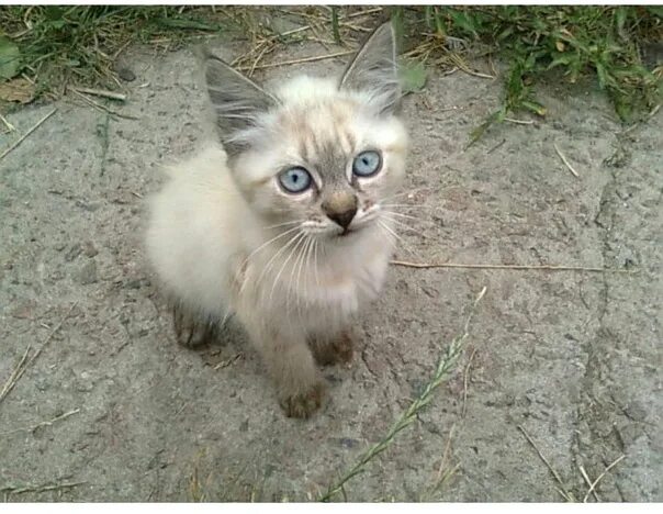 Смесь сиамской кошки. Сиамский кот помесь. Помесь сиамской кошки. Сиамские котята помесь. Сиамский кот метис.