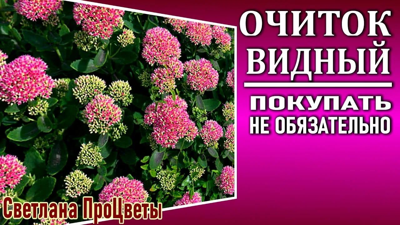 Очиток видный размножение. Очиток видный черенками. очиток видный размножение черенками. очиток видный осенью.