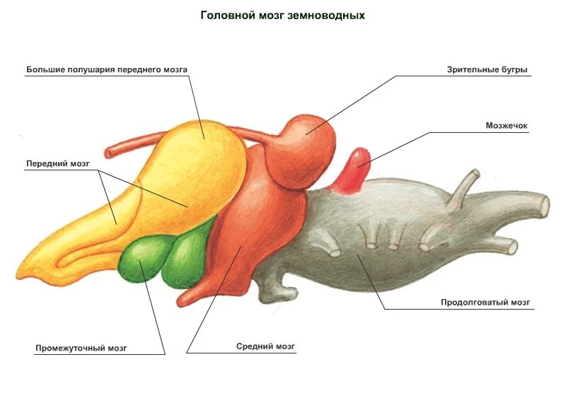 Земноводные печень. Строение мозга амфибий. Земноводные строение отделов головного мозга. Схема строения головного мозга земноводных. Строение отделов головного мозга лягушки.