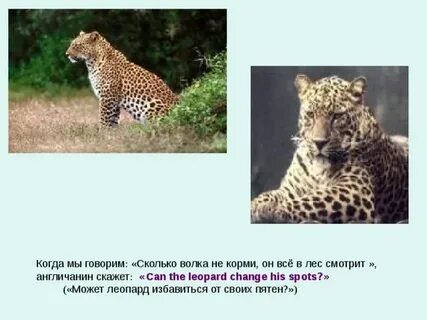 Почему считается что у леопарда нет серьезных