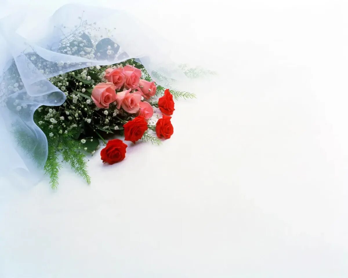 Открытки без ссылок. Зимние цветы. Цветы в снегу. Фон для поздравительной открытки. Цветы на фоне снега.