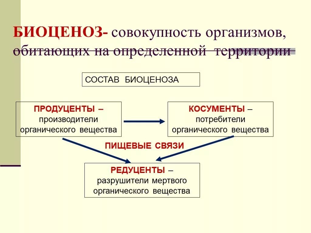 Функциональное сообщество. Продуценты в биоценозе. Структура биоценоза. Продуценты биоценоза примеры. Трофическая структура биоценоза.