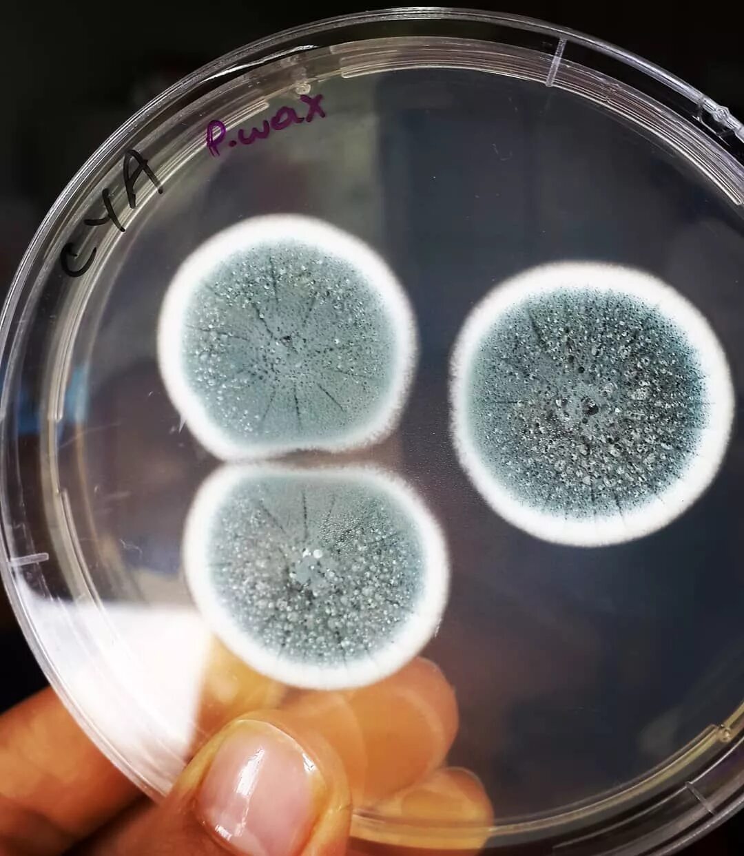 Aspergillus и Penicillium. Аспергиллус гриб микробиология. Penicillium микробиология. Penicillium микробиология антибиотики. Плесневые грибы и антибиотики