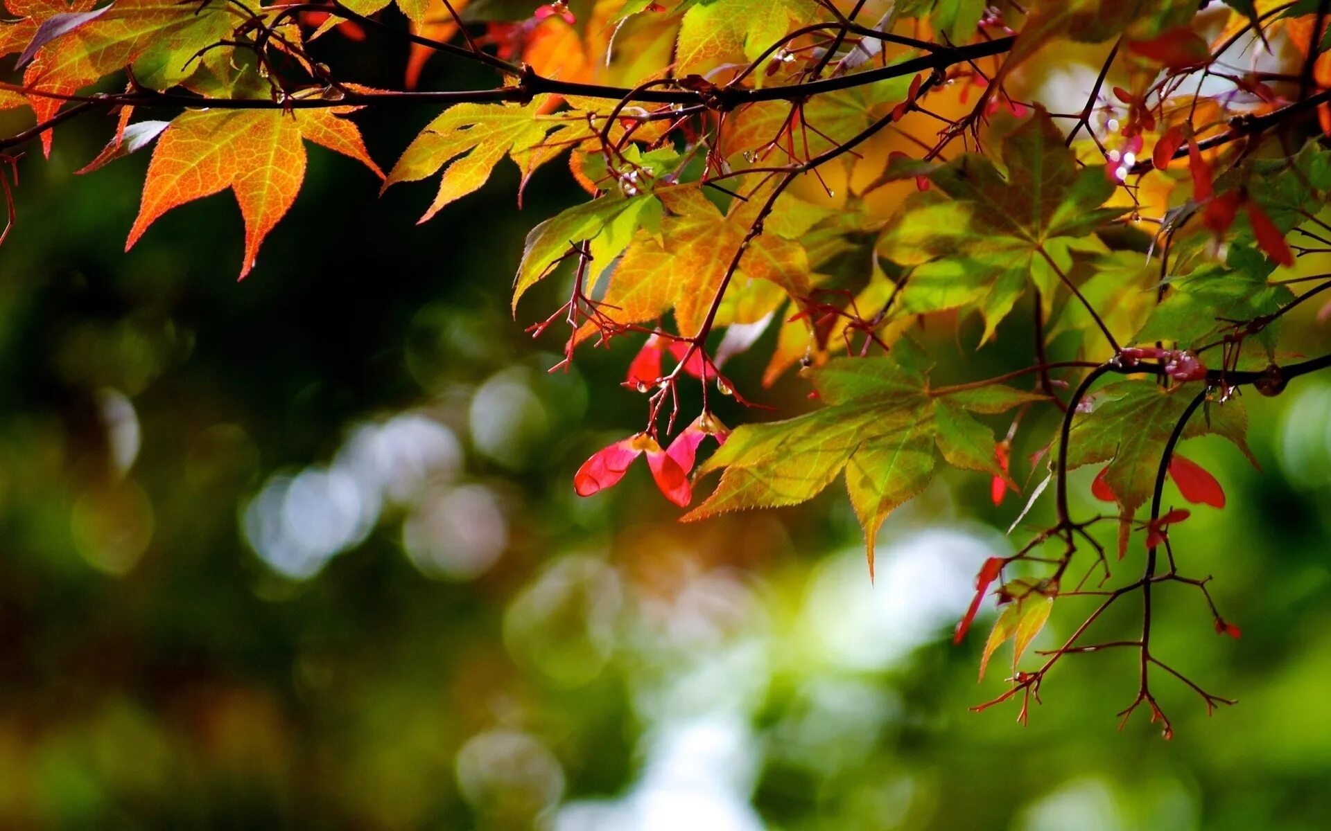 Слова как листья на дереве. Осенняя ветка. Красивые листья. Осенняя листва. Осенний фон на рабочий стол.