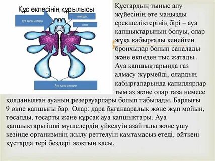 Исламдағы күйеуі мен әйелімен минет секс