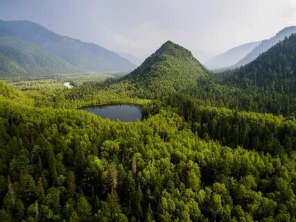 Лес тайгу горы