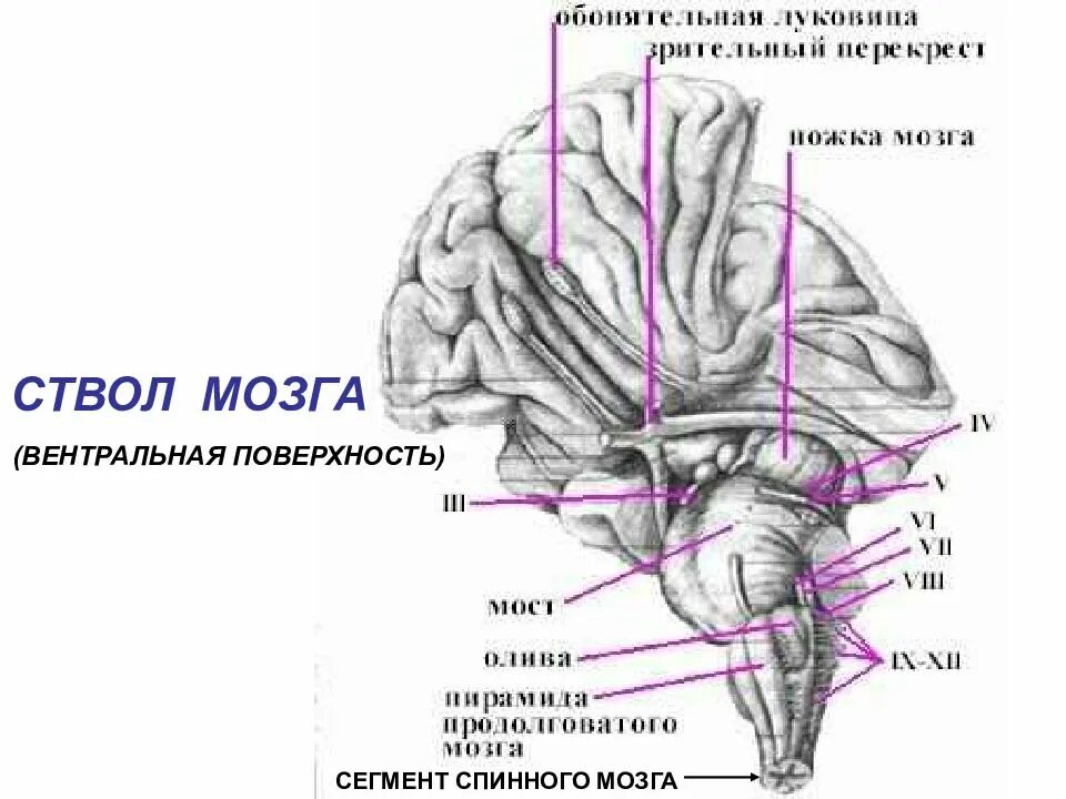 Вентральная поверхность продолговатого мозга. Дорсальная поверхность ствола мозга. Каудальные отделы ствола мозга. Вентральная поверхность ствола головного мозга. Ствол головного мозга дорсально схема.