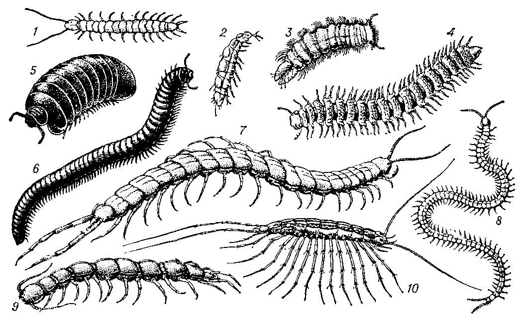 Многоножка кивсяк. Многоножка Millipede. Многоножка сколопендра. Губоногие многоножки представители.