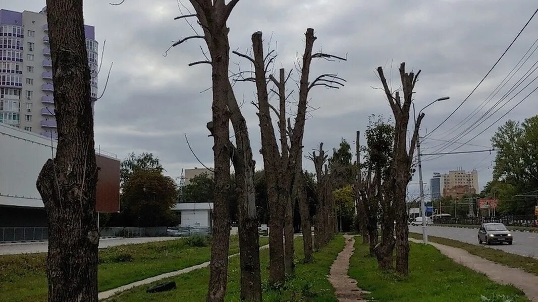 Кронированный Тополь. Кронирование деревьев в Рязани. Обрезанные деревья. Деревья в городе. Деревья не терпят