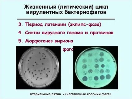 Литические бактериофаги