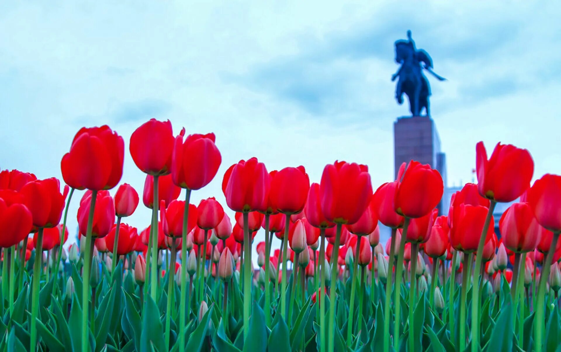 Тюльпаны Кыргызстана. Тянь-Шань тюльпаны. «Тюльпаны на Волге» Ереван. Красные тюльпаны. Тюльпаны нефтекамск