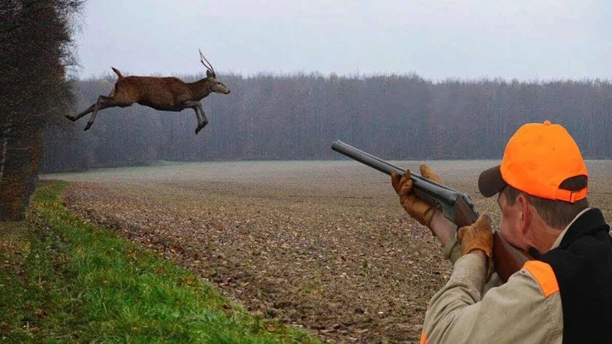 сроки охоты. правила поведения охотника на охоте. весенняя охота на утку с подсадной. на охоте разрешается. на охоте разрешается.