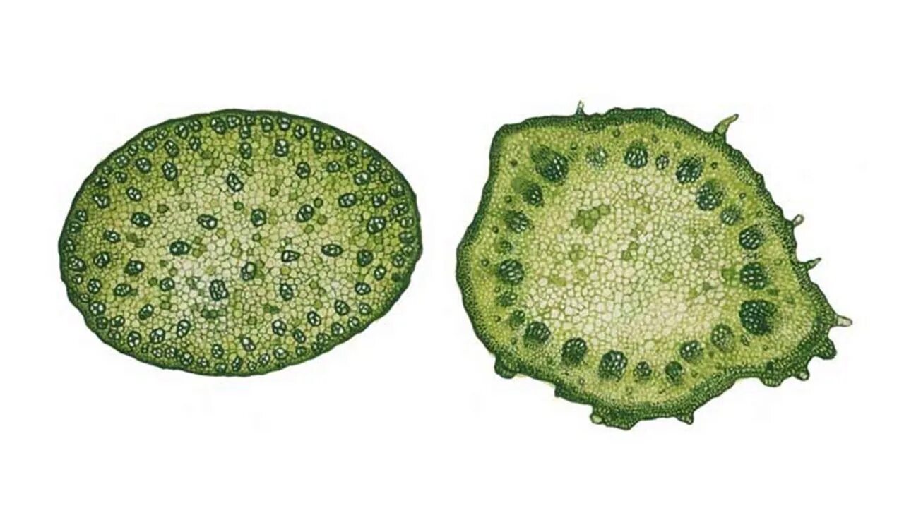 Проводящий пучок однодольного растения. Срез стебля двудольного. Срез стебля однодольного и двудольного растения. Срез стебля двудольного растения. Срез стебля однодольного растения.