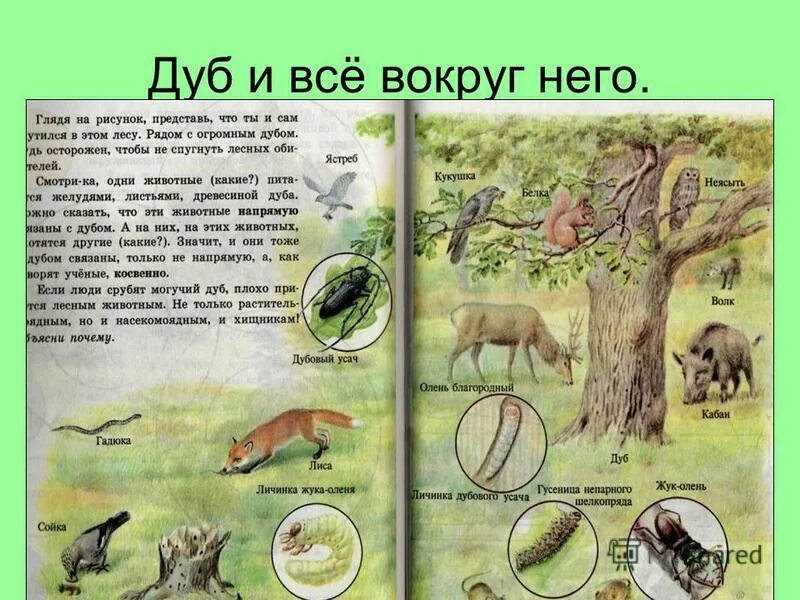 Цепь цепь питания смешанных лесов. Дуб черешчатый паспорт. Какие животные напрямую связаны с дубом. Цепь питания дуб мышь лиса. Какие животные напрямую связаны с дубом.