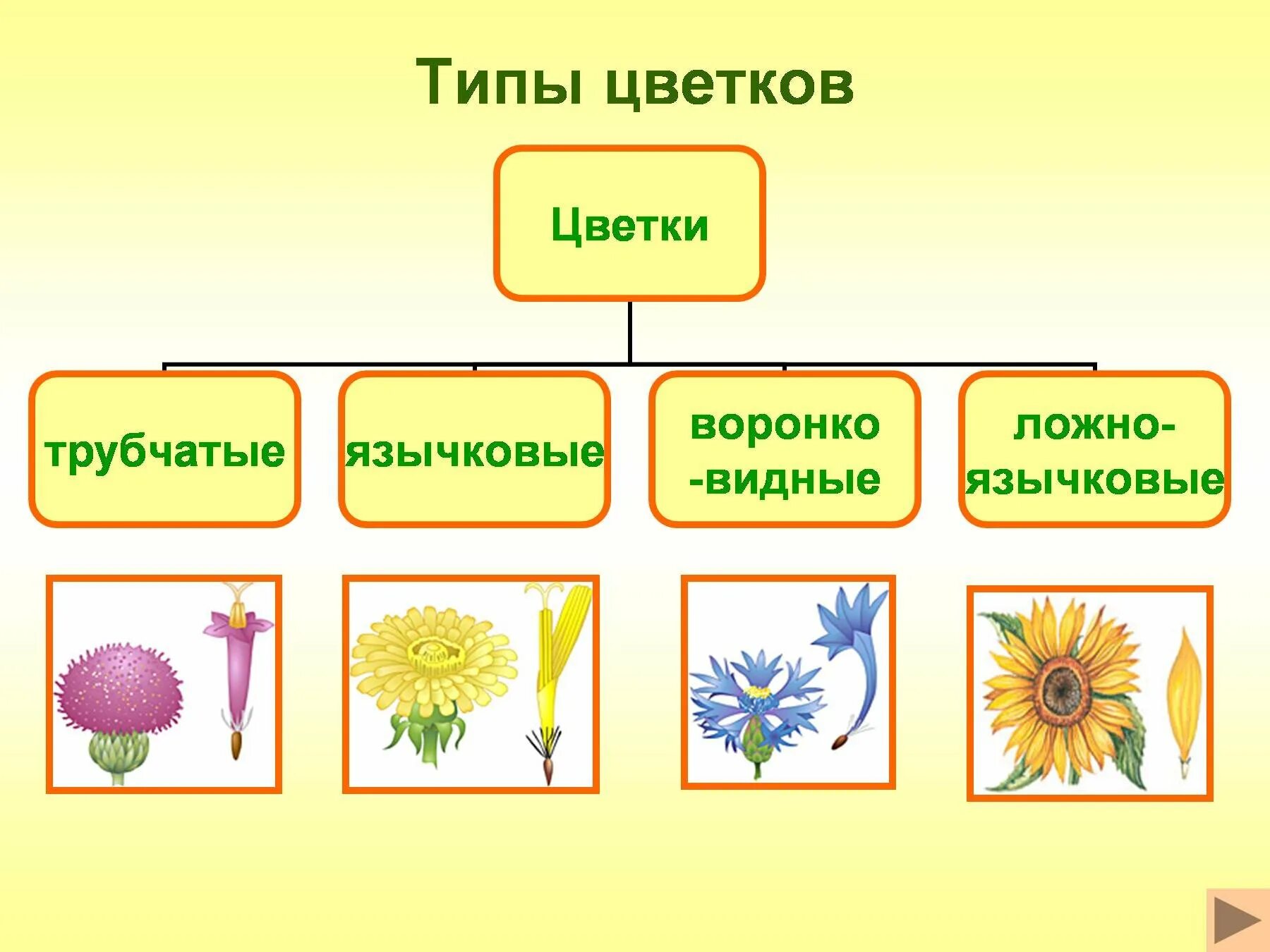 Трубчатый тип цветка. Типы цветков сложноцветных. Сложноцветные типы цветков трубчатые. Типы цветков семейства Астровые. Семейство Сложноцветные строение плода.