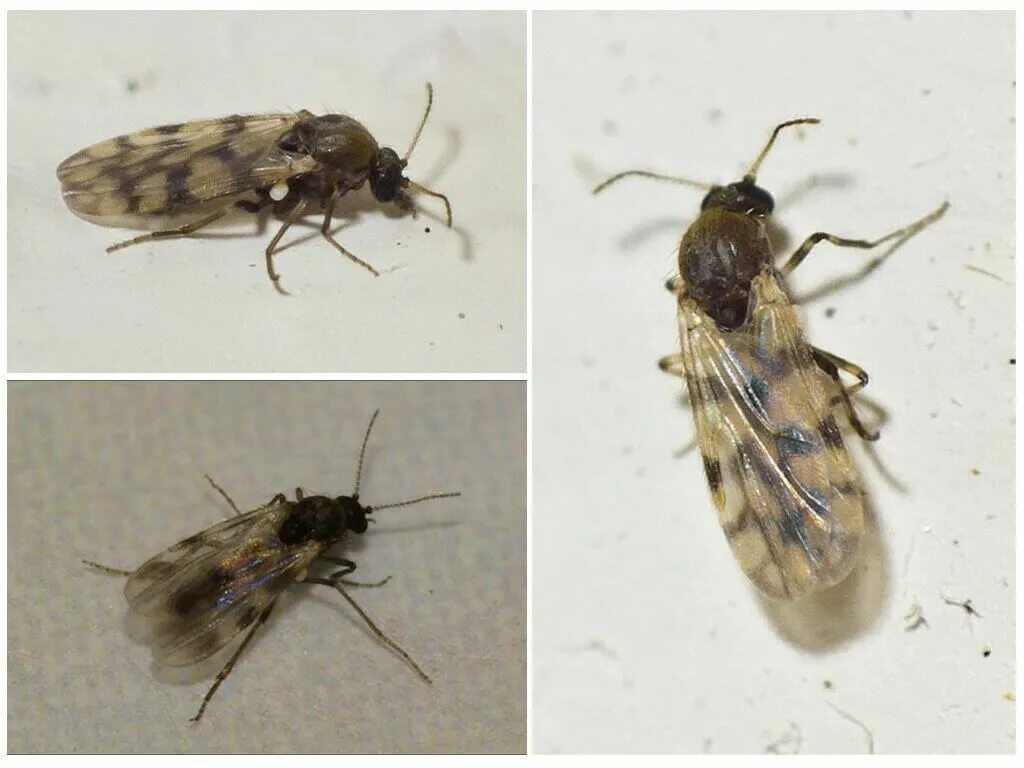 Мокрецы двукрылые. Мокрецы насекомые кровососущие. Мокрецы ceratopogonidae. Мокрецы. Мокрецы ceratopogonidae.