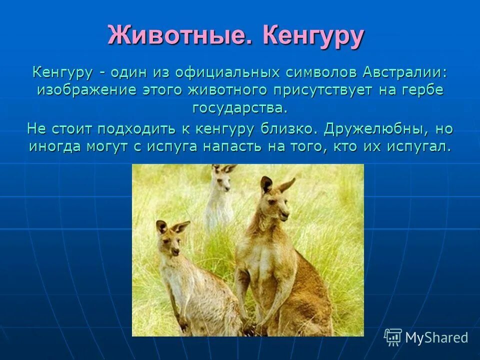 Рассказ о кенгуру в Австралии. Кенгуру презентация. Кенгуру символ Австралии. Презентация Австралия кенгуру. Кенгуру архив