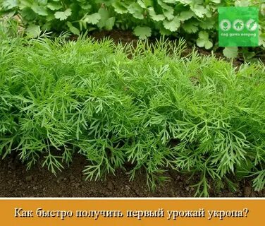 Чтобы укроп быстрее взошел