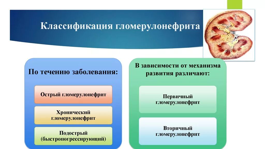 Хронич гломерулонефрит классификация. Острый диффузный гломерулонефрит классификация. Гломерулонефрит у детей классификация воз. Диффузный гломерулонефрит классификация.