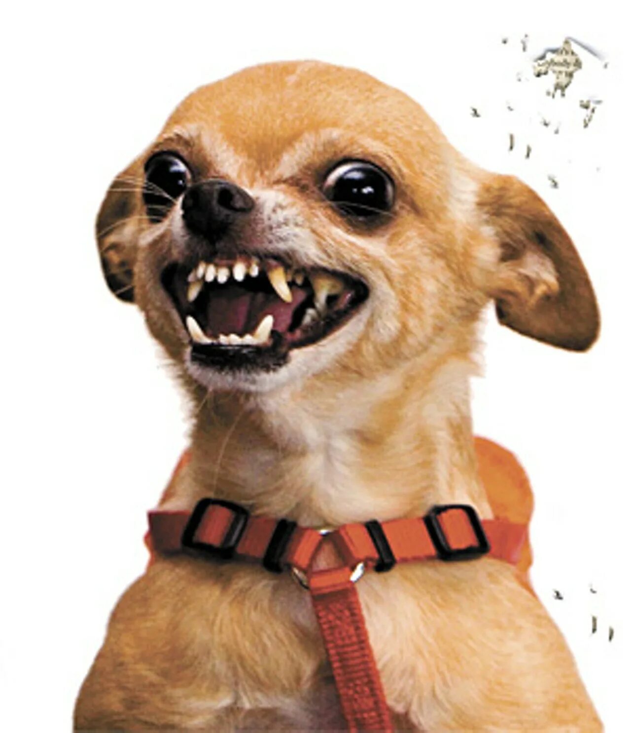 A Navy SEAL explains what to do if you're attacked by a dog Navy seals, Navy sea