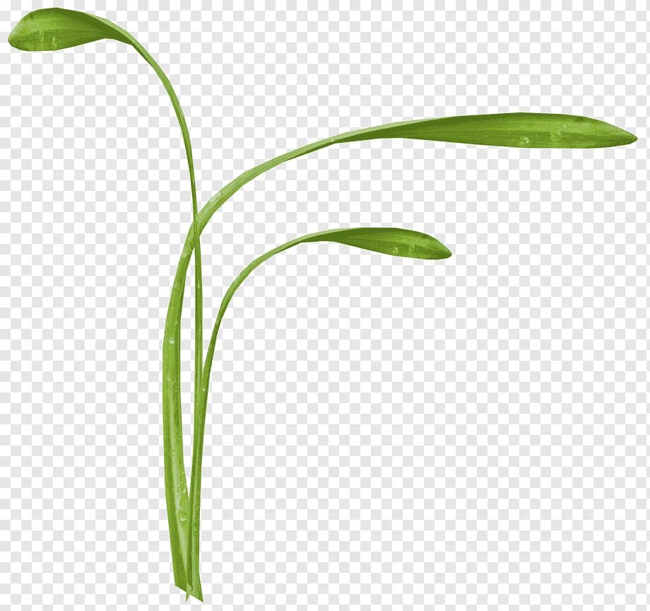 Pdf plant. Растения на белом фоне. Стебель цветка. Травинка на белом фоне. Зеленые растения на белом фоне.