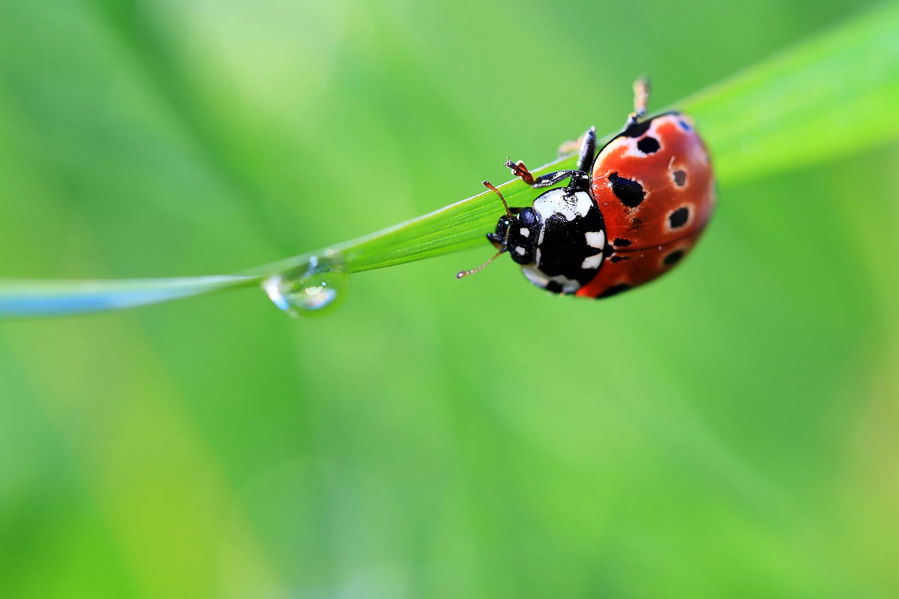 Телефон божья коровка. Божьи коровки. Ladybug Божья коровка. Божья коровка на листике. Картинки на рабочий стол Божья коровка на весь экран.