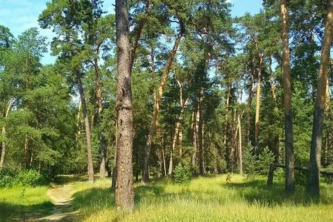 В бору или на бору