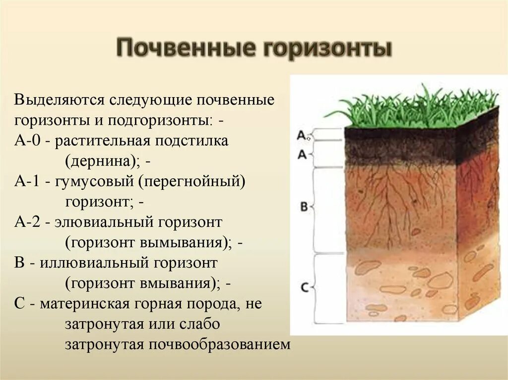 Повышение плодородие почвы называется. Почвенный профиль гумусовый Горизонт. Гумусовые почвенные горизонты. Строение почвы почвенные горизонты.