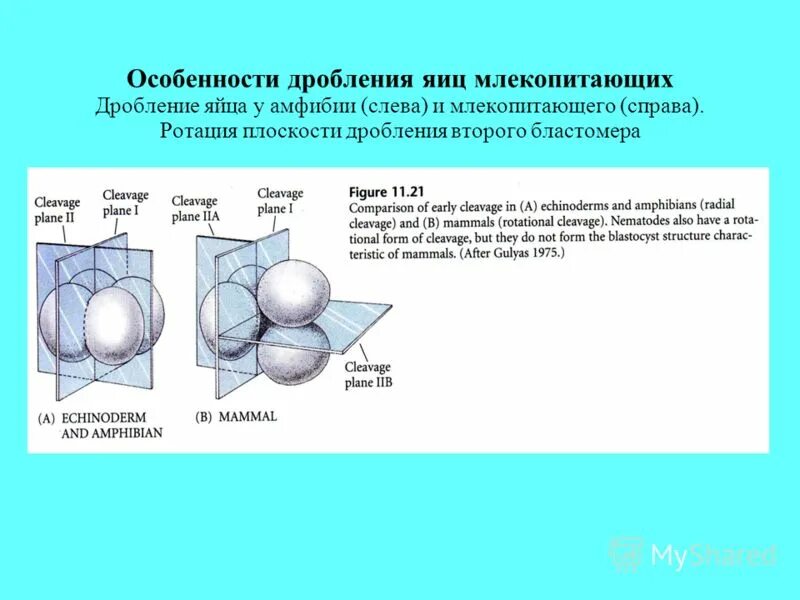 полное неравномерное асинхронное дробление. дробление и образование бластулы гистология. дробление и тип яйцеклетки тип дробления. способы дробления и типы бластул. эмбриональный период дробление.