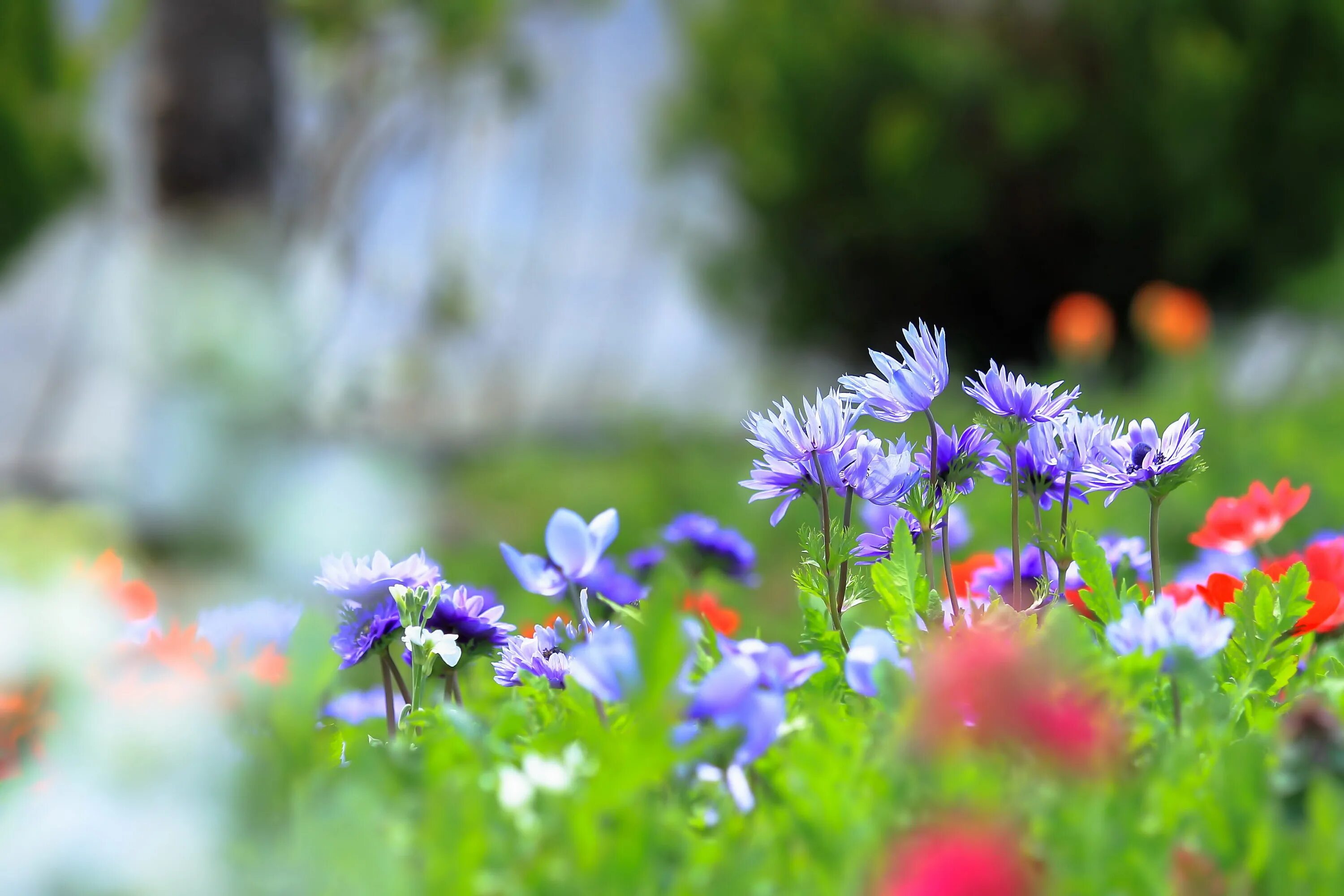 Flower nature. Полевые цветы. Летние цветы. Яркие полевые цветы. Луговые цветы.