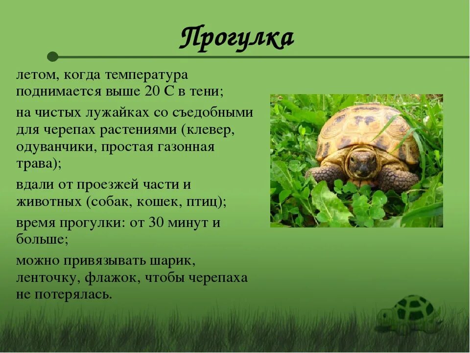 Текст про черепаху. Рассказ о черепахе. Черепаха 2 класс. Сообщение про черепашку.