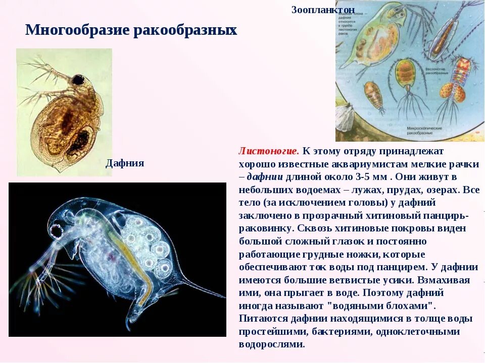 Какой тип кровеносной системы характерен для дафнии. Дафния отряд. Зоопланктон дафния. Тип Членистоногие дафния. Отряды ракообразных дафния.