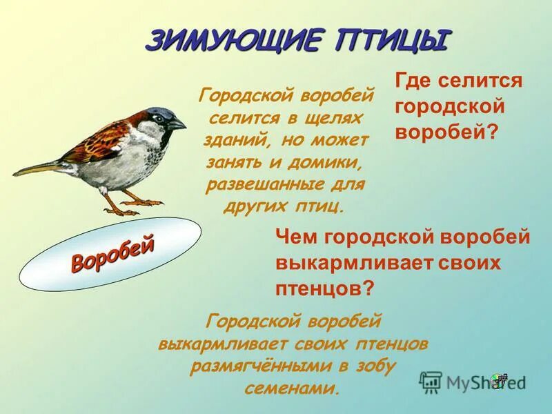 Текст описание воробья. Воробей для презентации. Описание воробья. Слоганы про птиц. Воробей описание птицы.