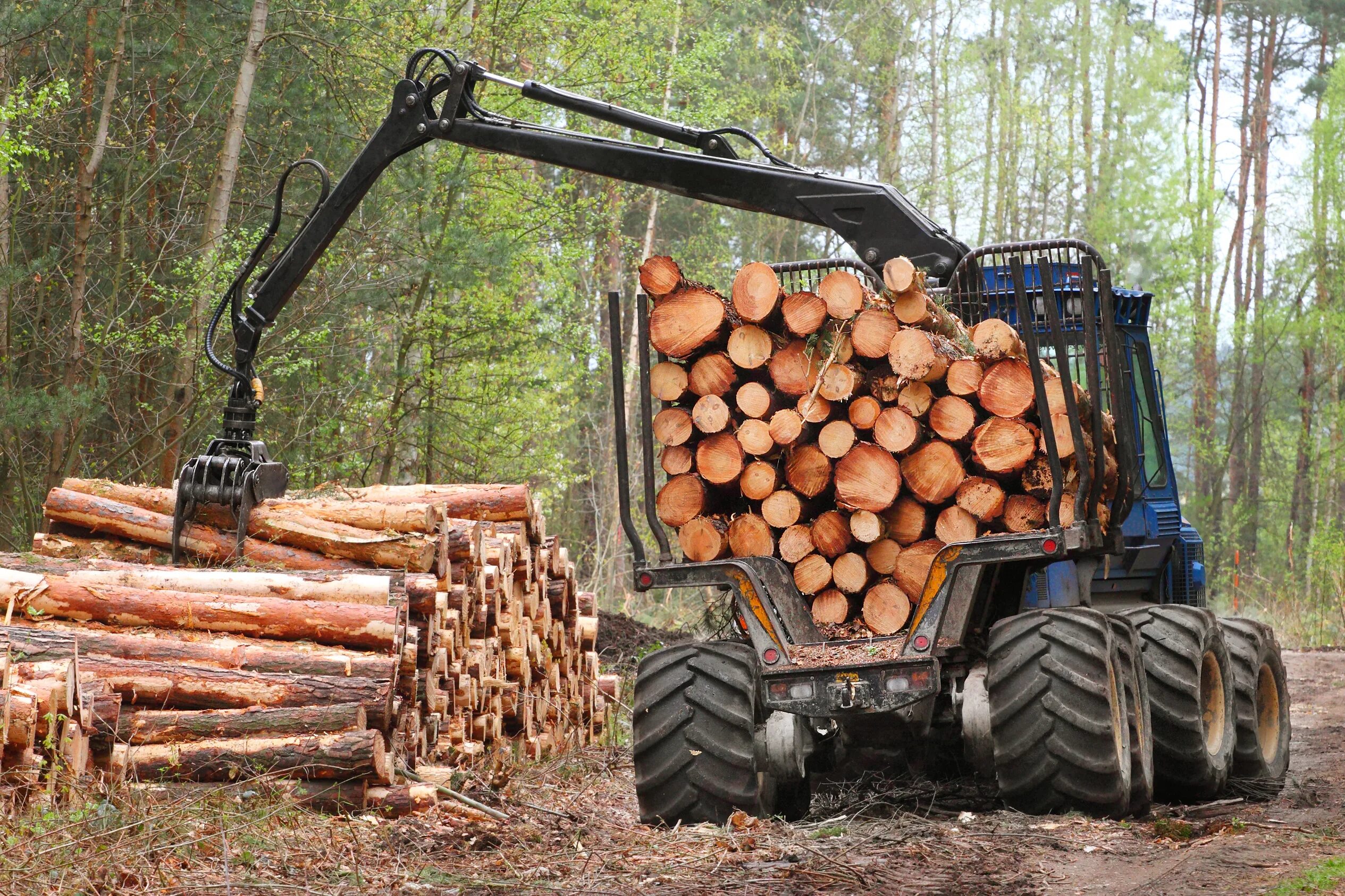 Нужно вывести из леса 35 бревен трактор. Лесная промышленность Республики Марий Эл. Лесная и деревообрабатывающая промышленность. Заготовка леса. Лесозаготовительная промышленность.