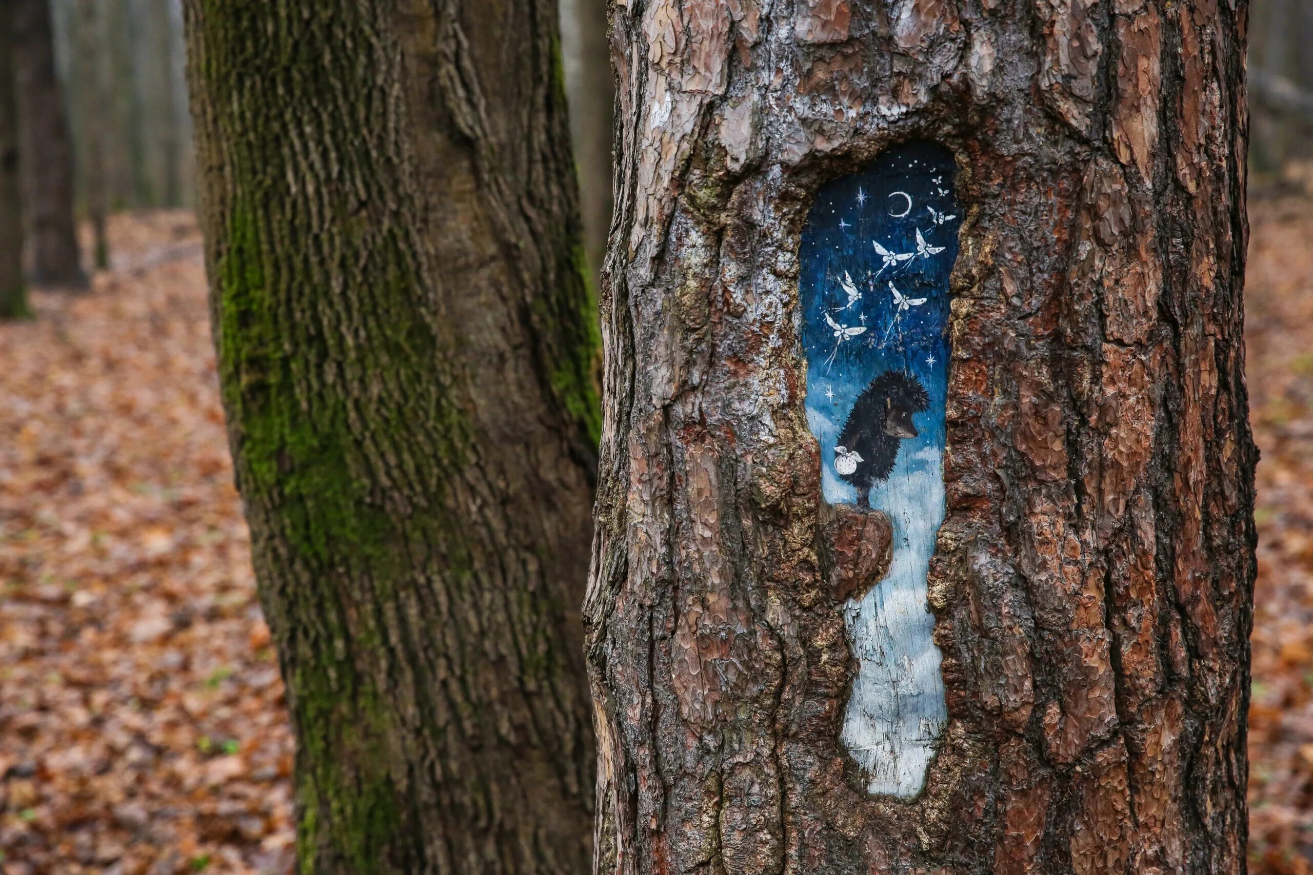 Раненое дерево. Береза смешная. Сломанная ветка дерева. Кирилл дерево. Раненое дерево.