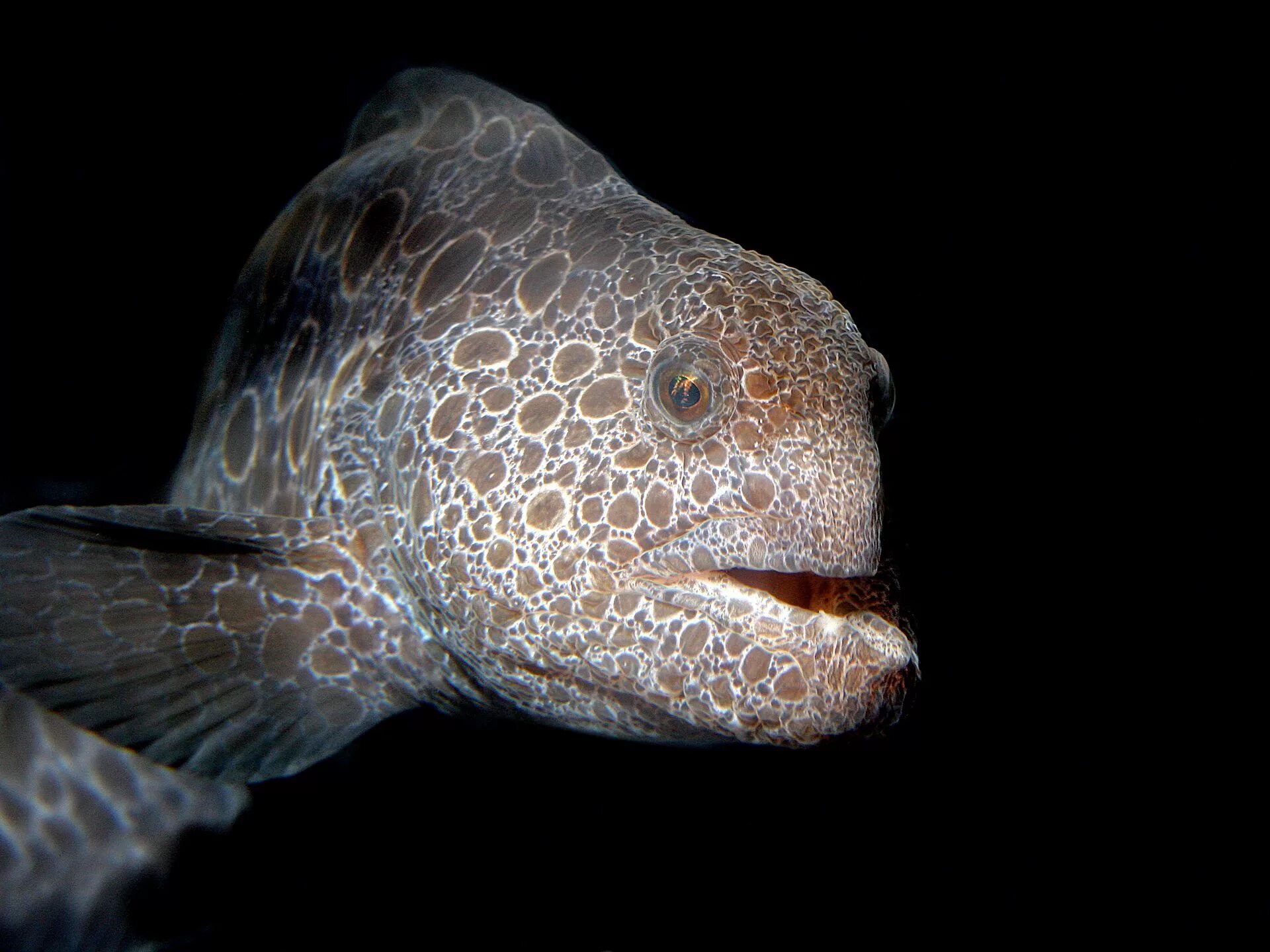 обыкновенный рогатый кузовок. любопытная рыбка. полосатый карликовый тетрадон. губан-дракон(ювенильный). тетрадон карликовый.