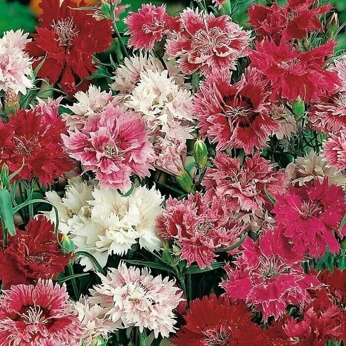 гвоздика перистая махровая. гвоздика перистая махровая.