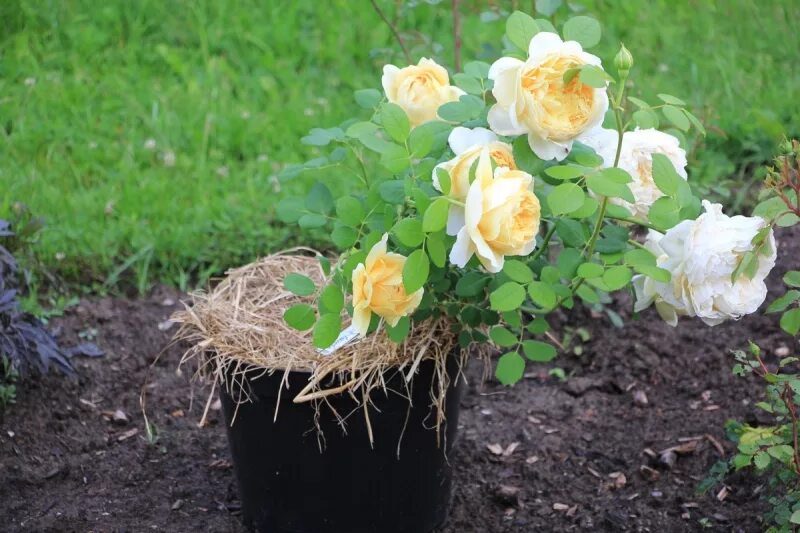 розомания интернет