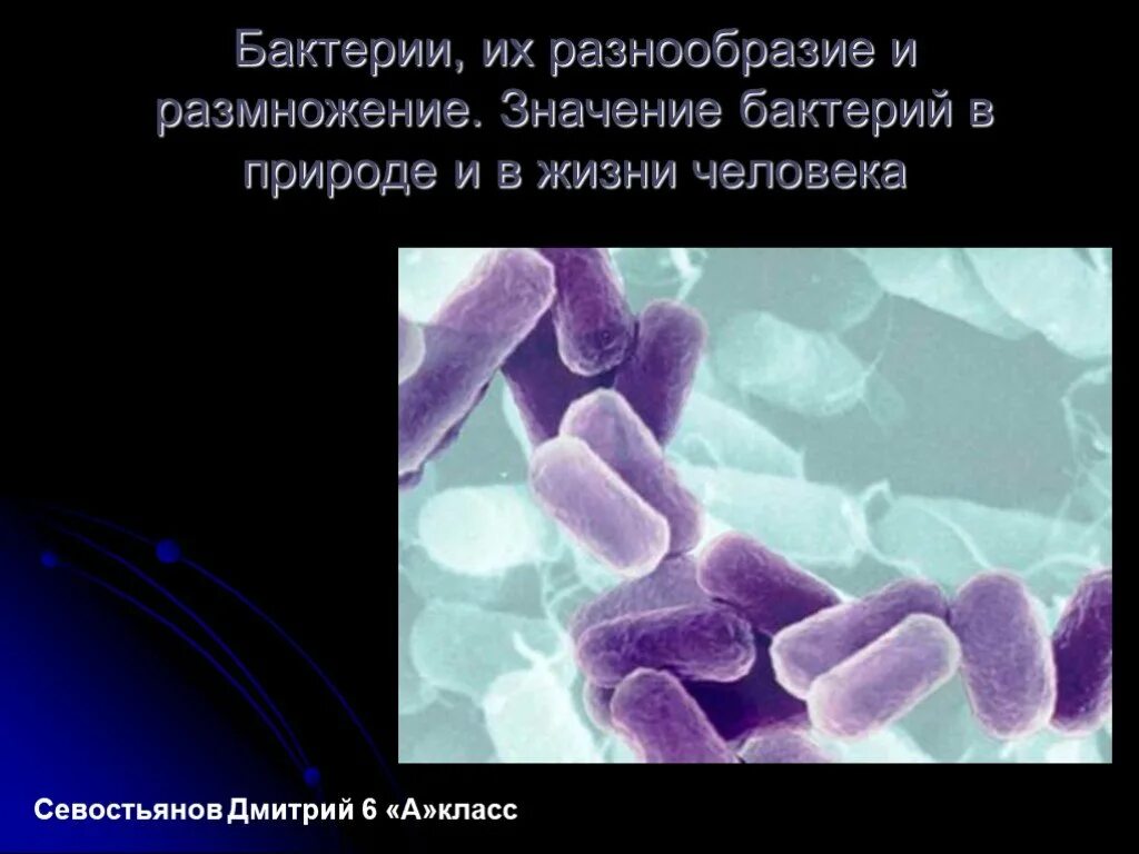 Разнообразие микроорганизмов. Бактерии их строение и жизнедеятельность. Бациллы в природе и жизни. Бактерии и их разнообразие 11 класс. Презентация бактерий в жизни человека