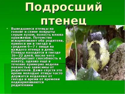 Птенцы на голове