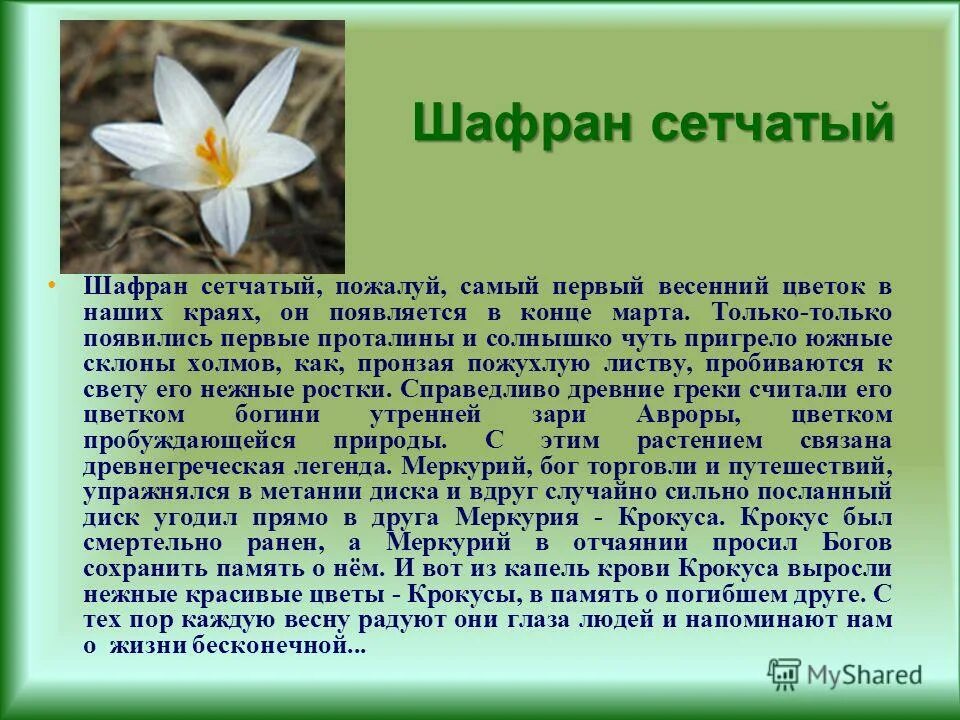 Шафран сетчатый. Сообщение о цветке Крокус. Крокус Легенда о цветке. Шафран прекрасный доклад. Презентация весеннее пробуждение растений 2 класс