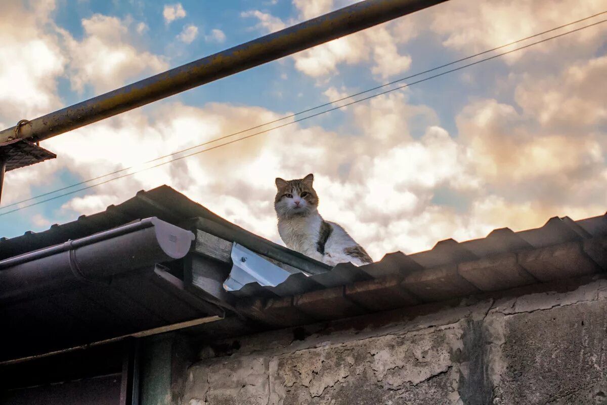 Кошка. Котики на крыше. Кошки на крышах домов. Кот на Креге. Кот на карнизе