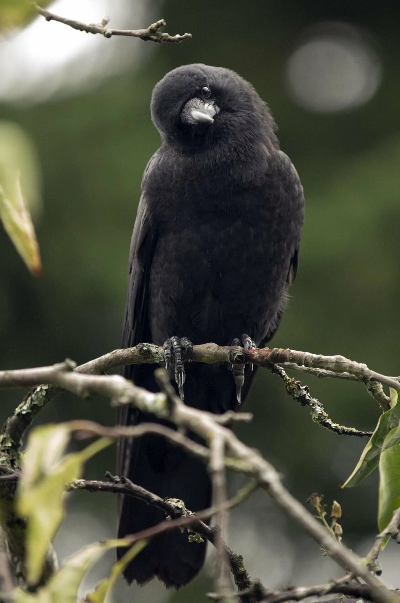 Виды темных птиц. Черная птичка. Маленькая черная птичка. Красивые черные птицы. Красивые темные птицы.