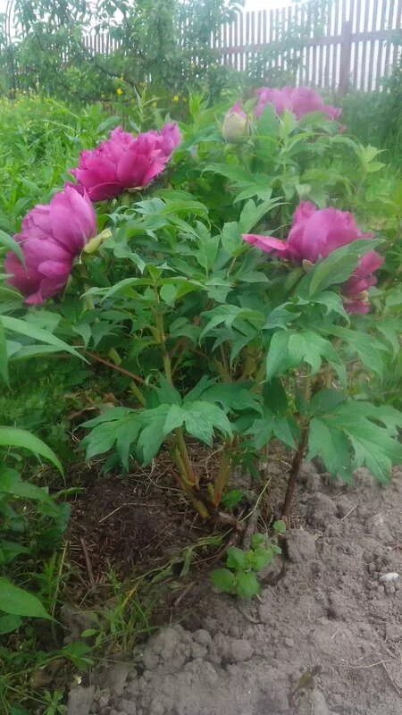 Shinkokusyoku древовидный пион. пион травянистый. пион блю чиф. травянистый пион всходы. наш садовод пионы травянистые.