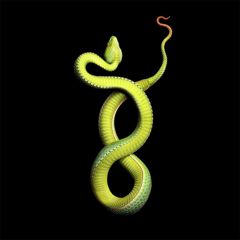 Snake x. Змеи Марк Лаита. Серпентин змея. Змея в виде восьмерки. Змея обвивает.