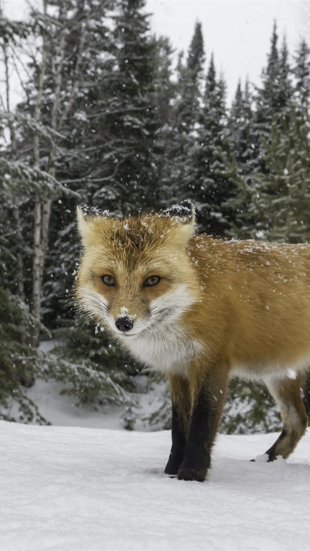 First fox. Лиса зимой. Лиса в снегу. Зимняя Фотоохота. Шерсть лисы зимой.